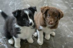 Adorable Border Collie Pups