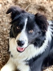 AKC Fully Trained Border Collie For Sale