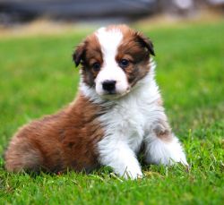 Gorgeous Calm Housebroke Border Collie pups for sale