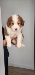 Border-Aussies for sale