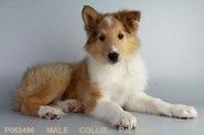 Our Male Collie Puppy!