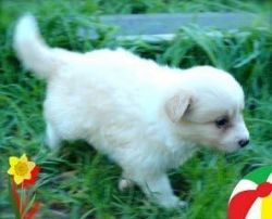 This Little Border Collie Puppy Is Called Orange