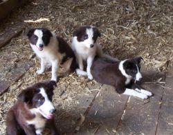 Border Collie Puppies In Mcclure, Pa.