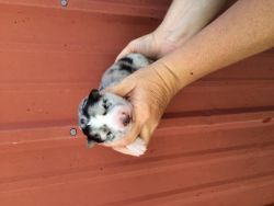 Husky/Border Collie pups