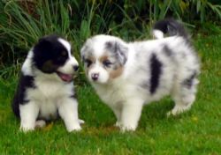 Pure breed bordor collie puppies