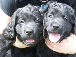 border collie pups fluffy blue eyes :)