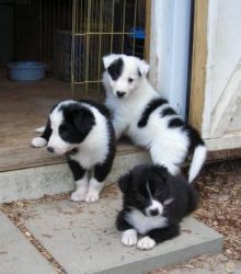 Border Collie Puppies Blue Merle Border