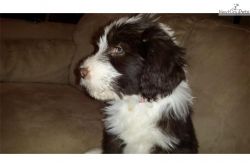 House Border Collie puppies for sale