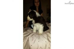 Charming Border Collie Puppies For New Homes