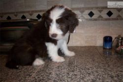 Trained Border Collie Puppies For Adoption
