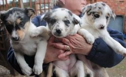 Bestd Border Collie Puppies