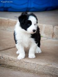 Akc Male And Female Border Collie For Re Home