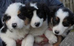 3 Strong Border Collie Puppies