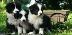 Healthy Border Collie Puppies*
