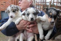 Three perfect Border Collie Puppies