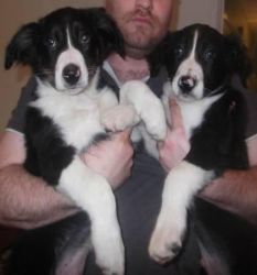 2 Stunning Collie Pups