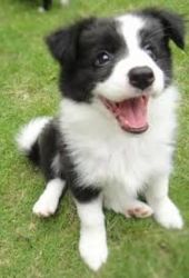Border Collie Puppies Waiting For You