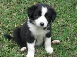 find shot Border Collie puppies for sale