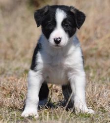 Perfect male and female Border Collie Puppies