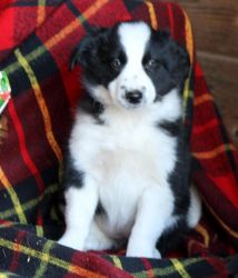 Fluffy Border Collie Pups