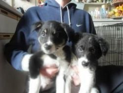 2 Stunning Collie Puppies