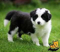 Border Collie Puppies for your home