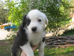Border Collie/australian Shepherd Puppy