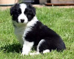 Border Collie Puppy for Sale