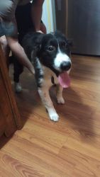 great Pyrenees x border collie mix puppy
