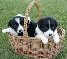 Healthy Border Collie Puppies Now Available