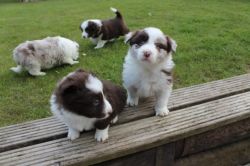 Pedigree Home Reared Border Collie Puppies