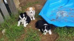 Purebred Border Collie Pups -