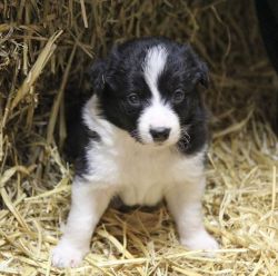 Border Collie Puppies Available!!!