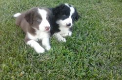 abca registered border collie pups