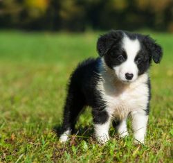 Top quality Border collie puppies