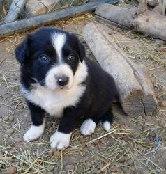 merle and classic b&w Border collie pups for sale
