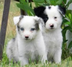 *stunning Kc Border Collie Puppies, Boys & Girls