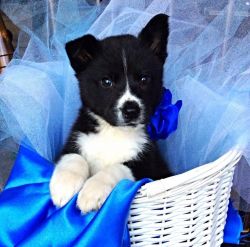 Border Collie puppies For Adoption
