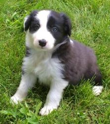 Stunning Border Collie Puppy