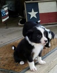 Border Collie puppy for sale