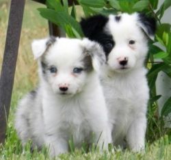 Adorable Border Collie Puppies!