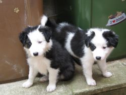 Outstanding Border Collie Puppy Available Now