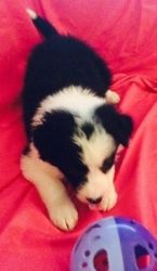 Awaited Border Collie puppies Perfect for families