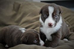 Stunning Border Collie Puppies With Blue Eyes