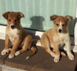 Red Welsh Border Collie Puppies For Sale