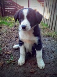 Long Haired Border Collie Puppies