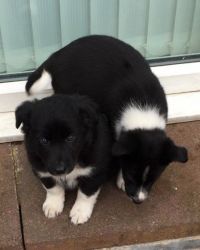 Border Collie Puppies For Sale.