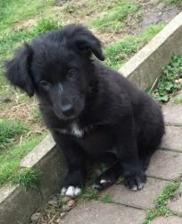 Border Collie Puppies For Sale.