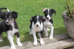 Black & White Border Collie Puppies Available Now