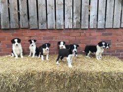 1girl And 2 Boys Border Collie Pups Left For Sale
